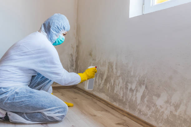 Professional mold removal team in Linden