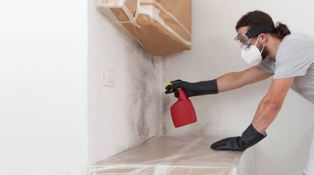 Basement Mold Remediation treatment on basement walls in Linden
