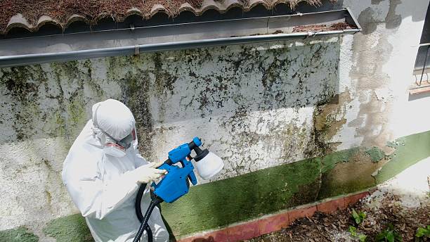 Mold Remediation service in Linden, Linden, TX